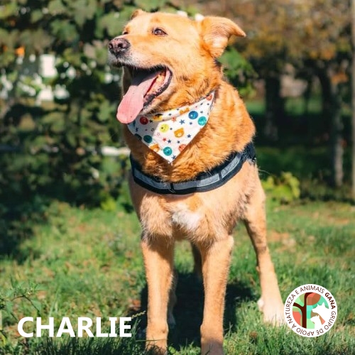 Charlie, cão para adoção